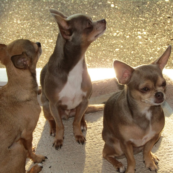 Meet your Posher, Petrina - Picture 3 of 6